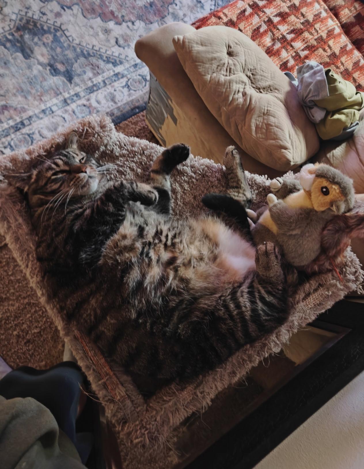 Enlarge Minnie, a Adoptable Tabby in Wadsworth, IL image 2/6