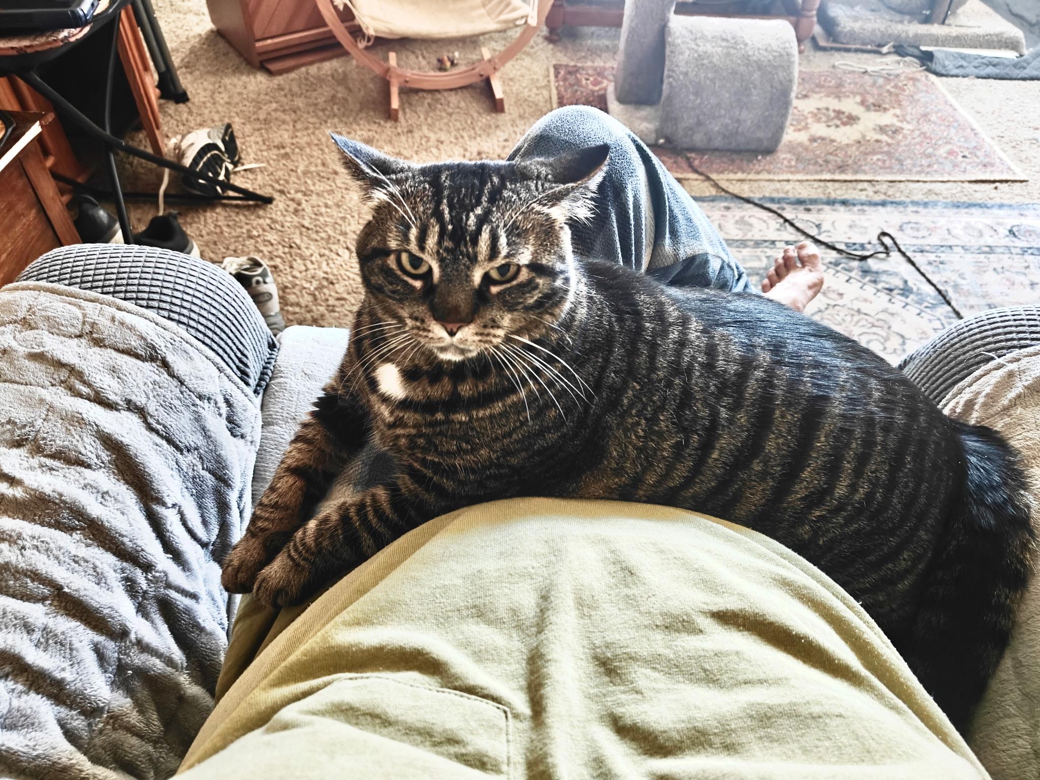 Enlarge Minnie, a Adoptable Tabby in Wadsworth, IL image 5/6