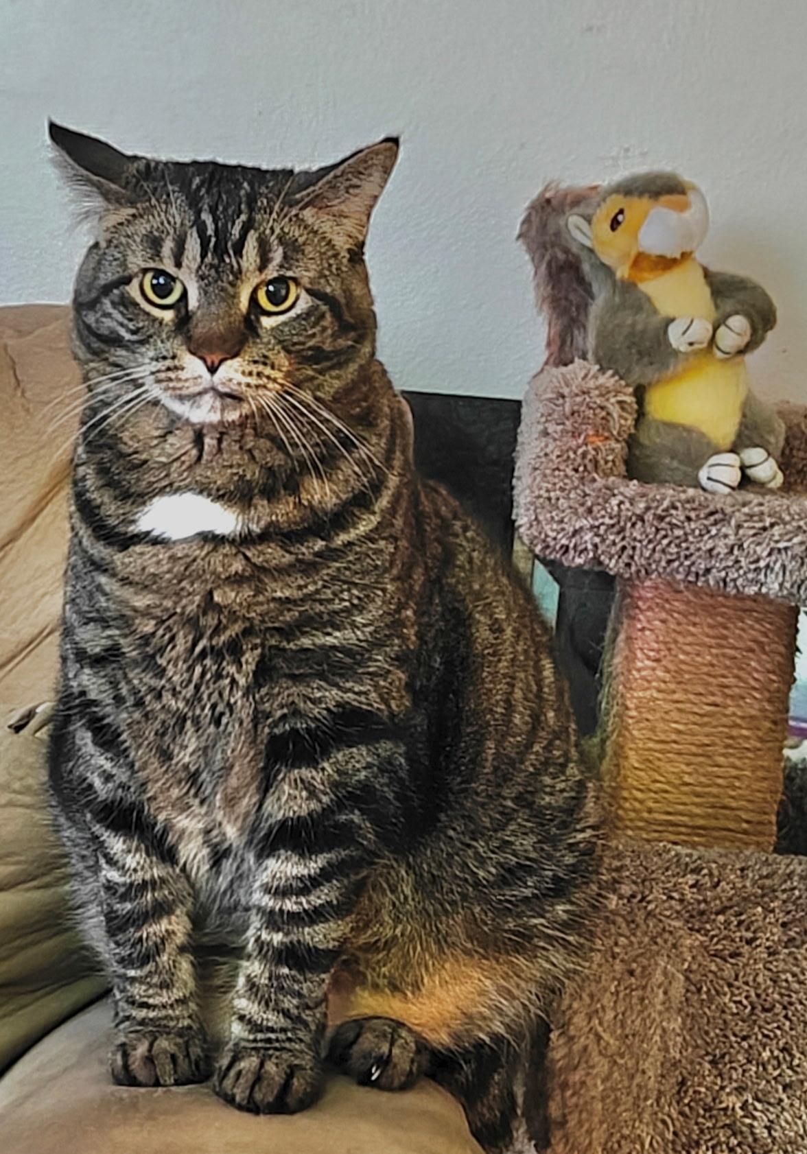 Enlarge Minnie, a Adoptable Tabby in Wadsworth, IL image 1/6