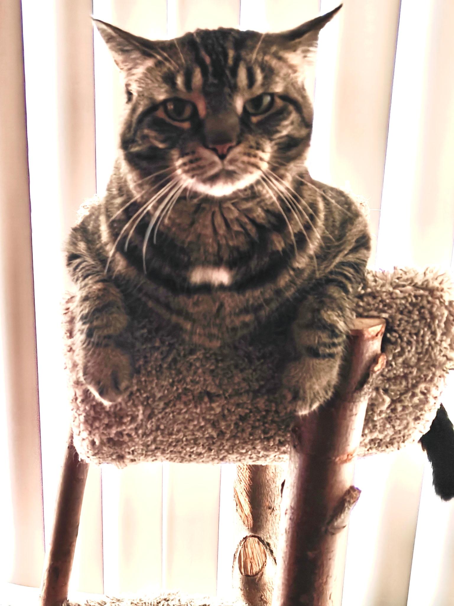 Enlarge Minnie, a Adoptable Tabby in Wadsworth, IL image 3/6
