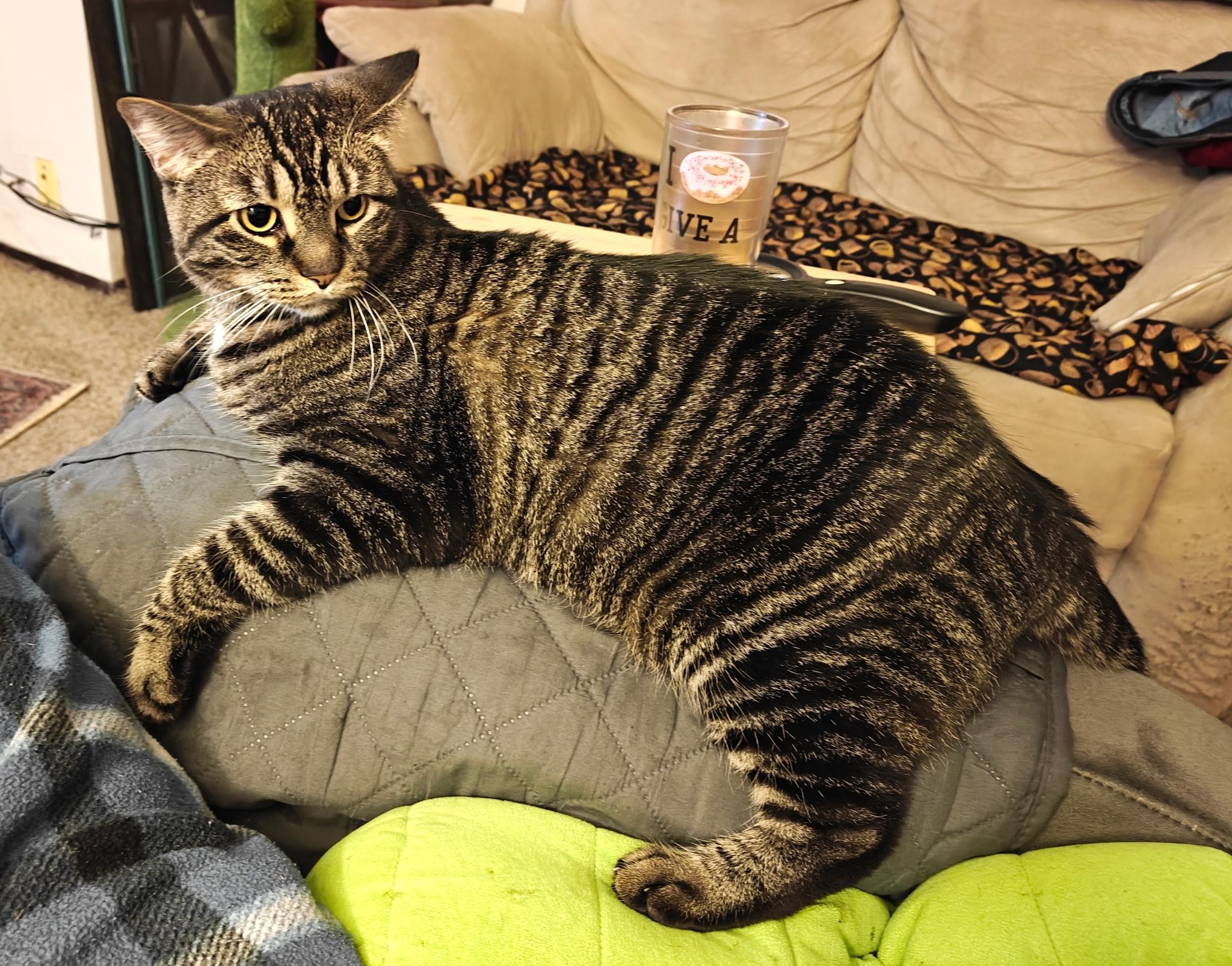 Enlarge Minnie, a Adoptable Tabby in Wadsworth, IL image 6/6