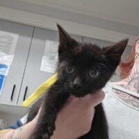 ESPURR, Adoptable, Kitten Male Domestic Short Hair.