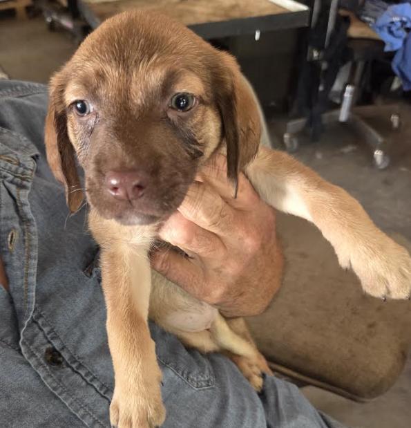 Danube, Adopted, Puppy Female Labrador Retriever & Standard Poodle.