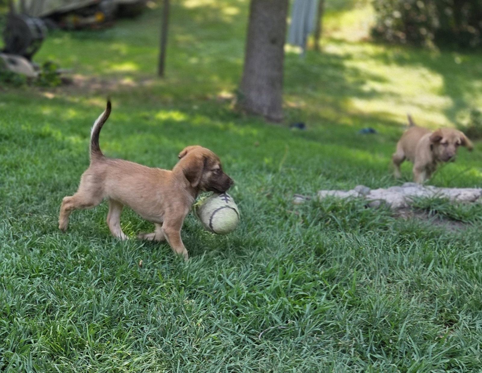 Enlarge Danube, a Adopted mixed breed in Brooklyn Center, MN image 2/3