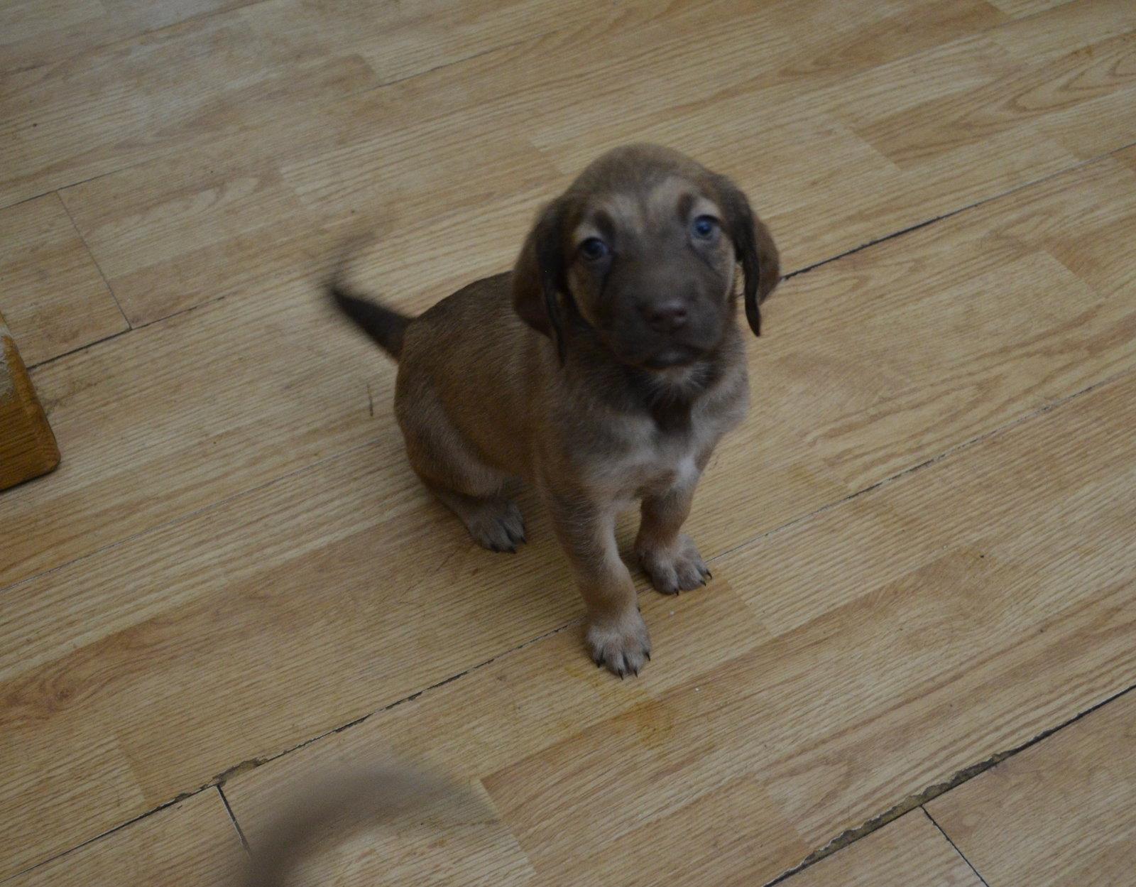 Enlarge Danube, a Adopted mixed breed in Brooklyn Center, MN image 3/3