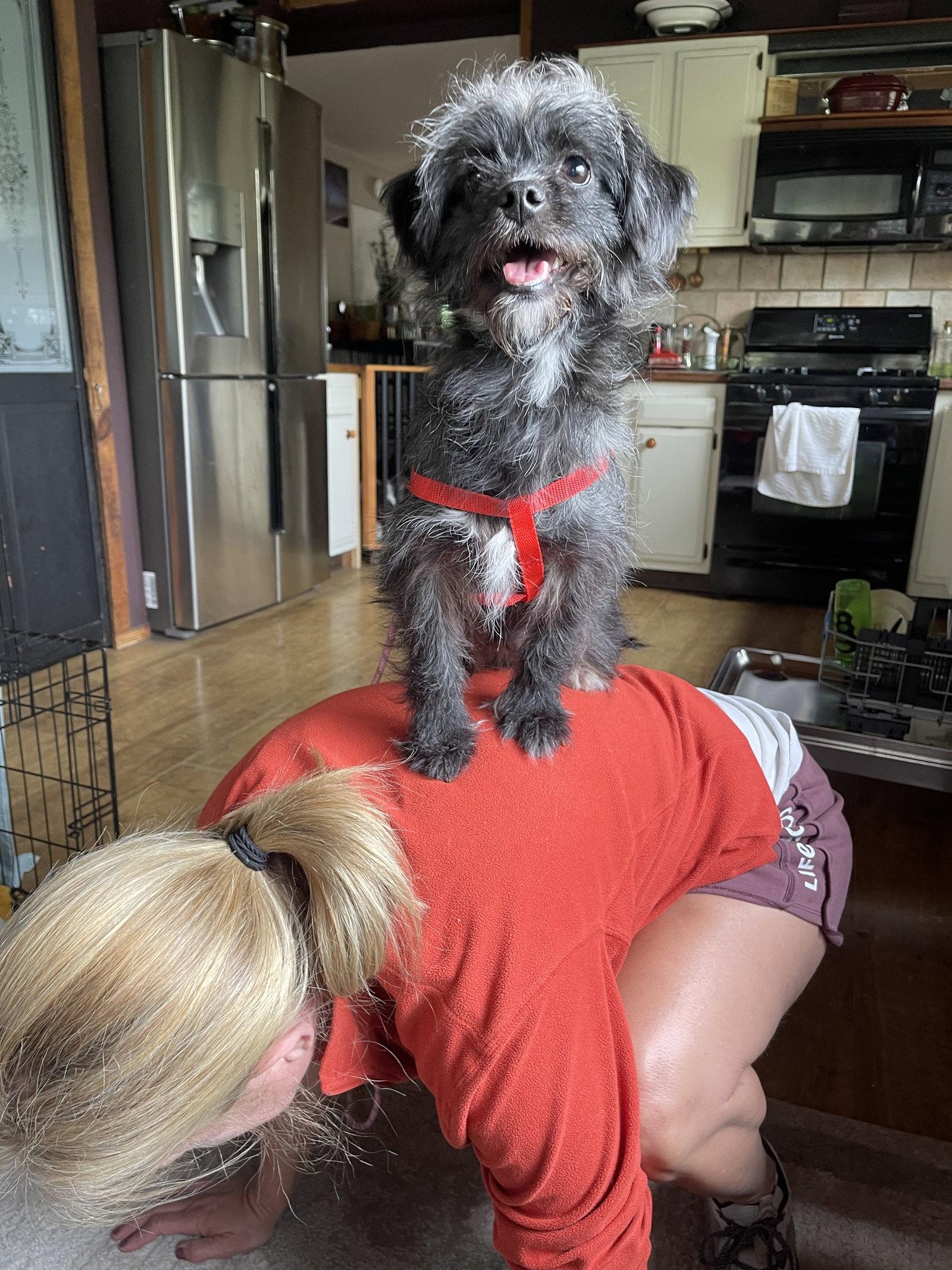 Mariah, Adopted, Young Female Cairn Terrier & Shih Tzu.