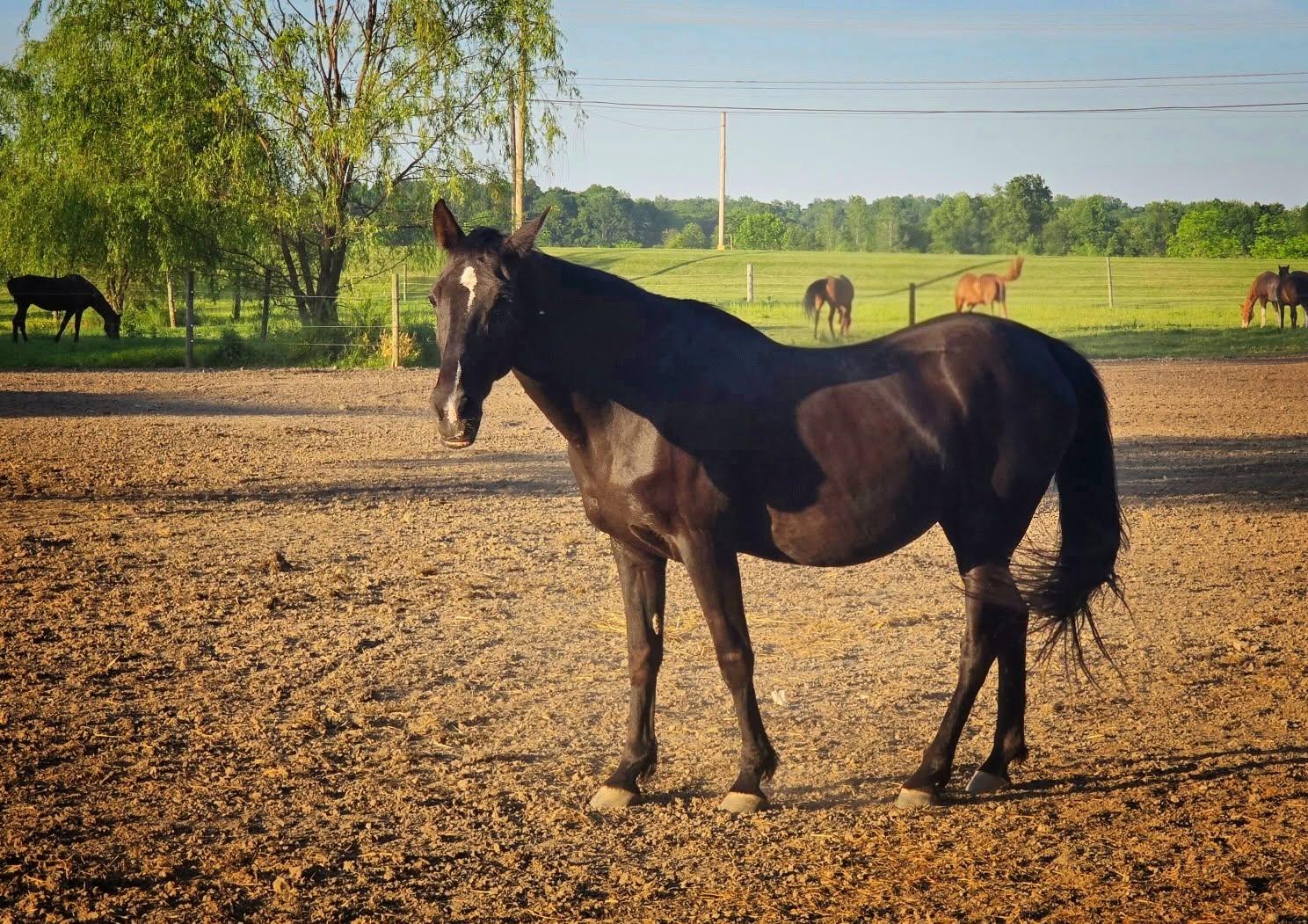 Fiona, ADOPTABLE, Senior Female Tennessee Walker.