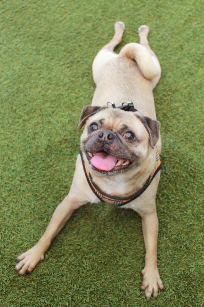 Gouda, Adoptable, Adult Male Pug.