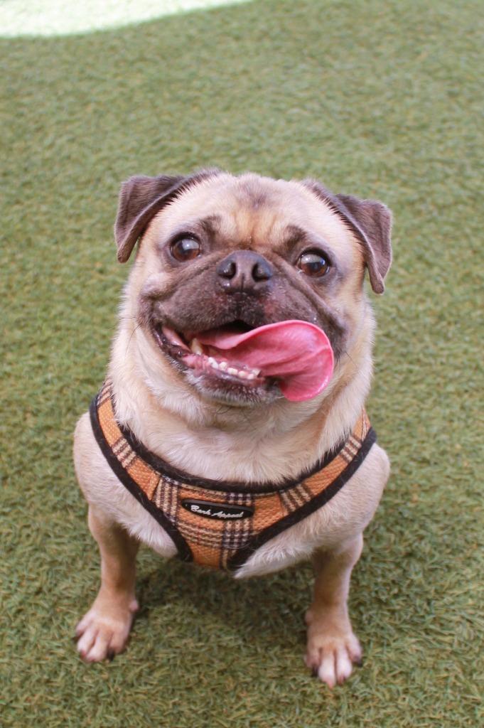 Enlarge Gouda, a Adoptable Pug in Gardena, CA image 2/6