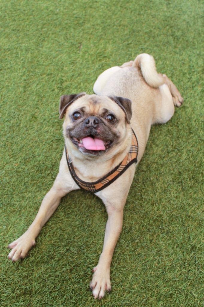 Enlarge Gouda, a Adoptable Pug in Gardena, CA image 3/6