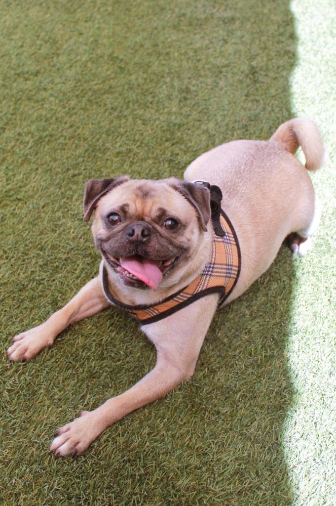 Enlarge Gouda, a Adoptable Pug in Gardena, CA image 4/6