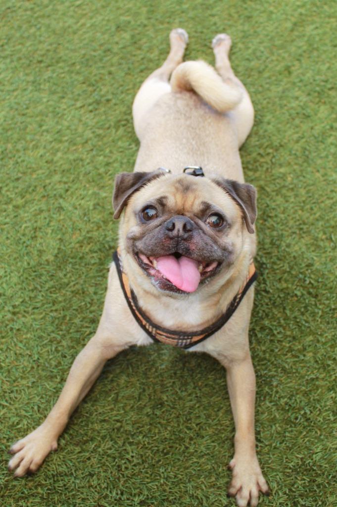 Enlarge Gouda, a Adoptable Pug in Gardena, CA image 5/6