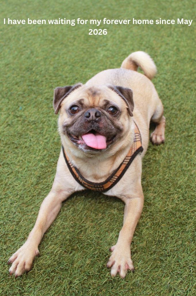 Enlarge Gouda, a Adoptable Pug in Gardena, CA image 6/6