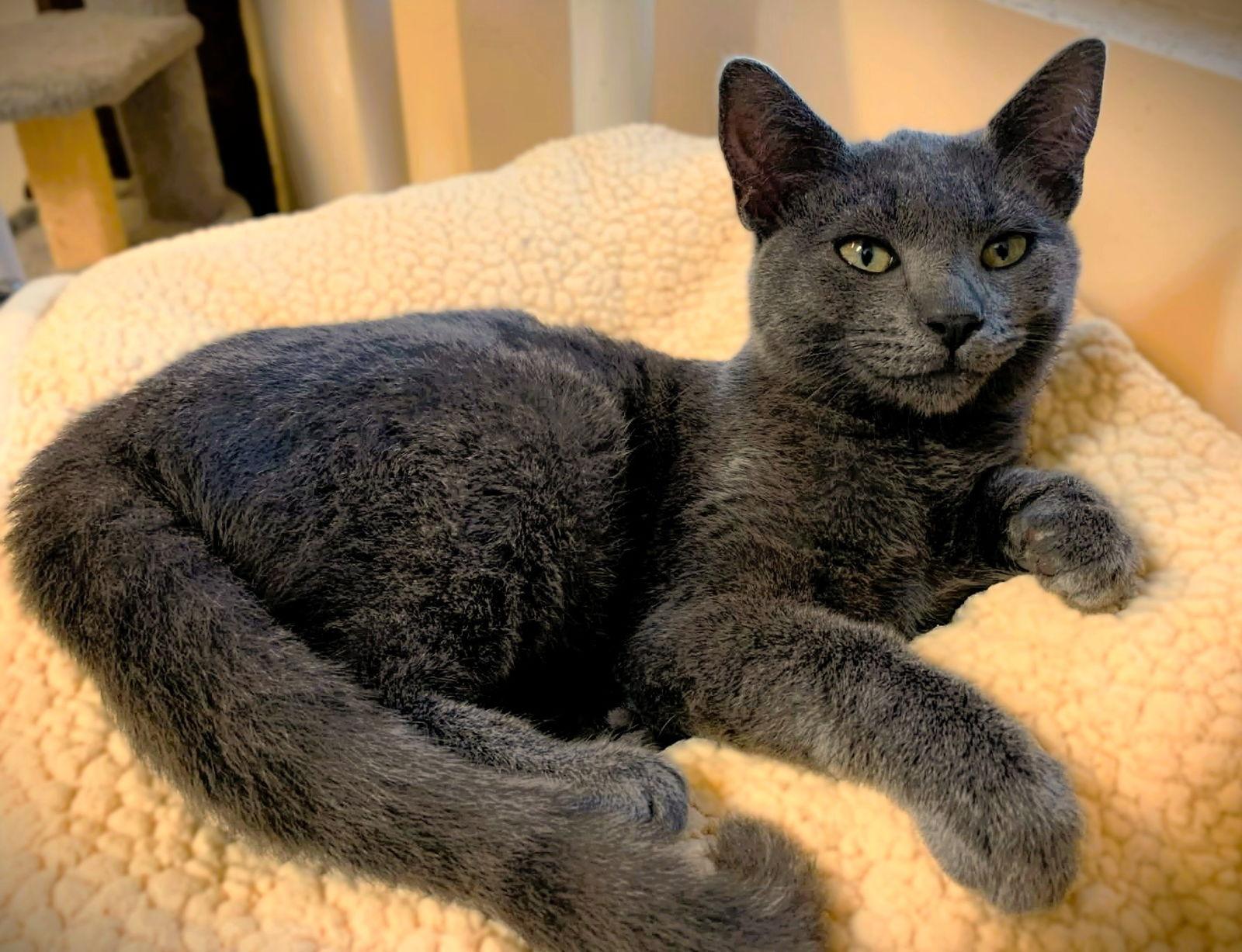 Enlarge Kitten Azalea, a Adopted Domestic Short Hair in Seal Beach, CA image 1/3