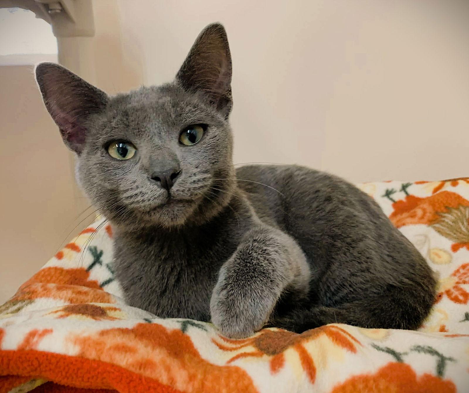 Enlarge Kitten Azalea, a Adopted Domestic Short Hair in Seal Beach, CA image 2/3