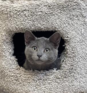 Enlarge Kitten Azalea, a Adopted Domestic Short Hair in Seal Beach, CA image 3/3