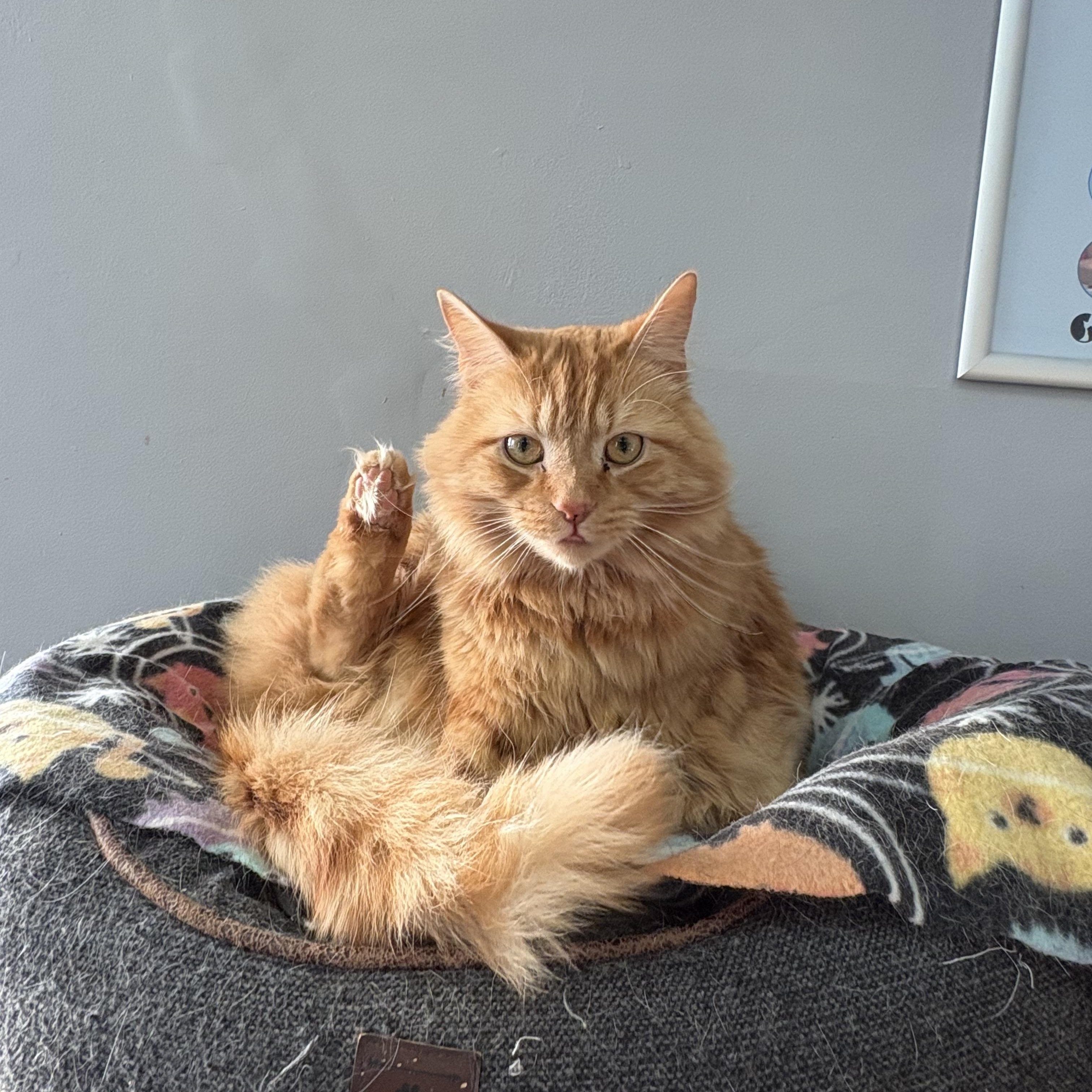 Enlarge Jagger, an adopted mixed breed in Allentown, PA image 2/2