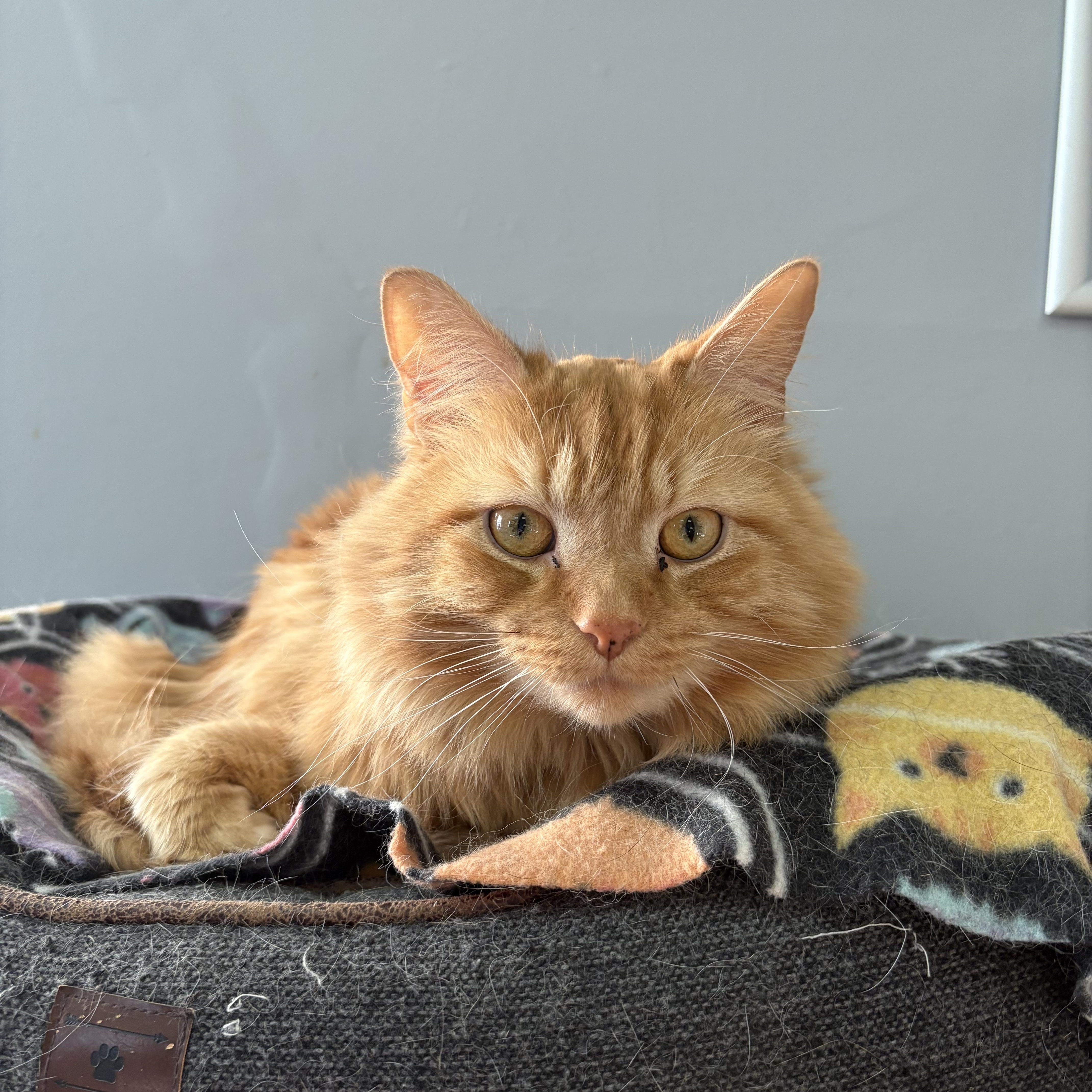 Jagger, adopted, Adult Male Maine Coon & Domestic Long Hair.