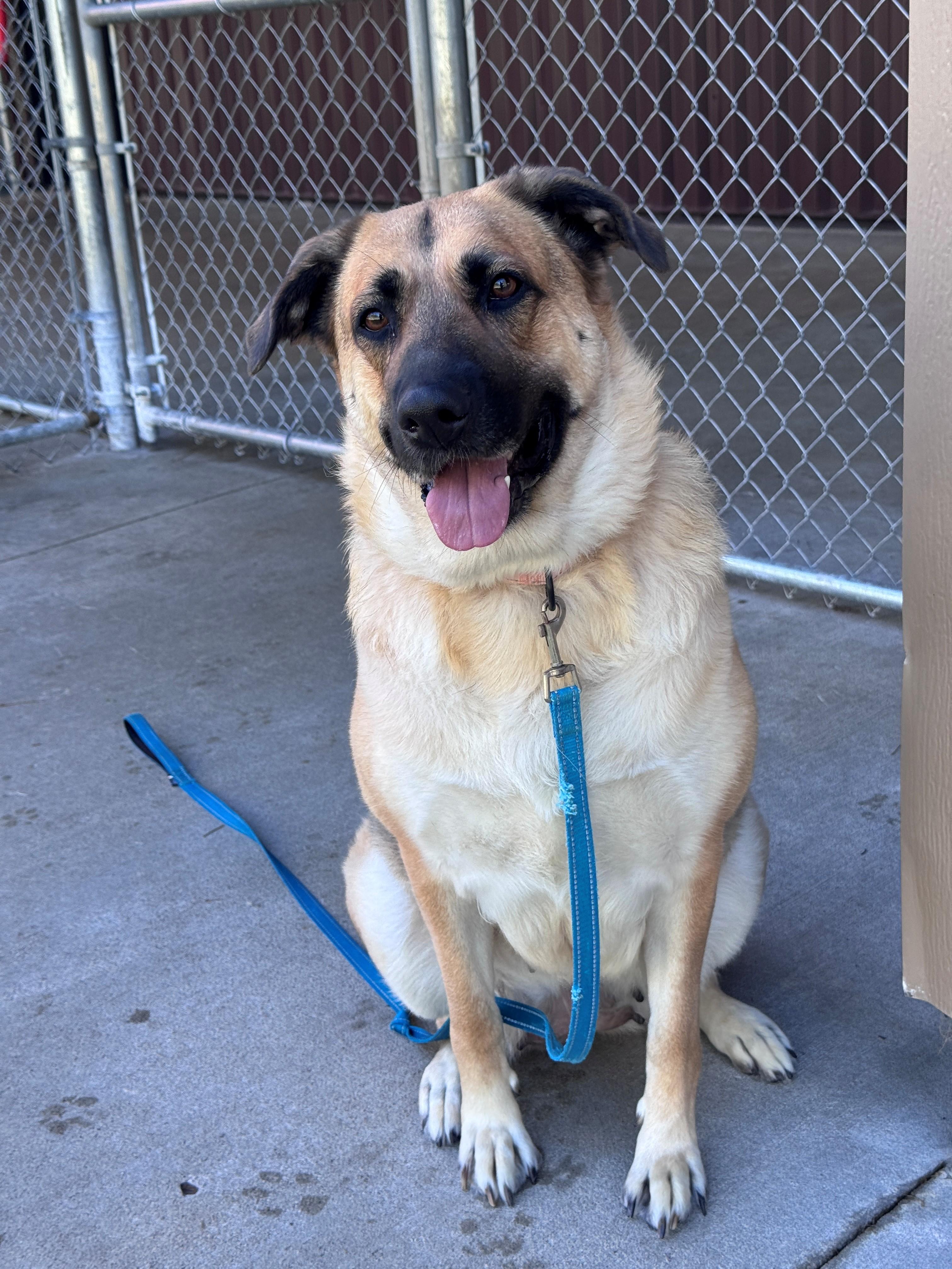 Enlarge Gretta, a Adoptable mixed breed in Hackensack, MN image 2/6