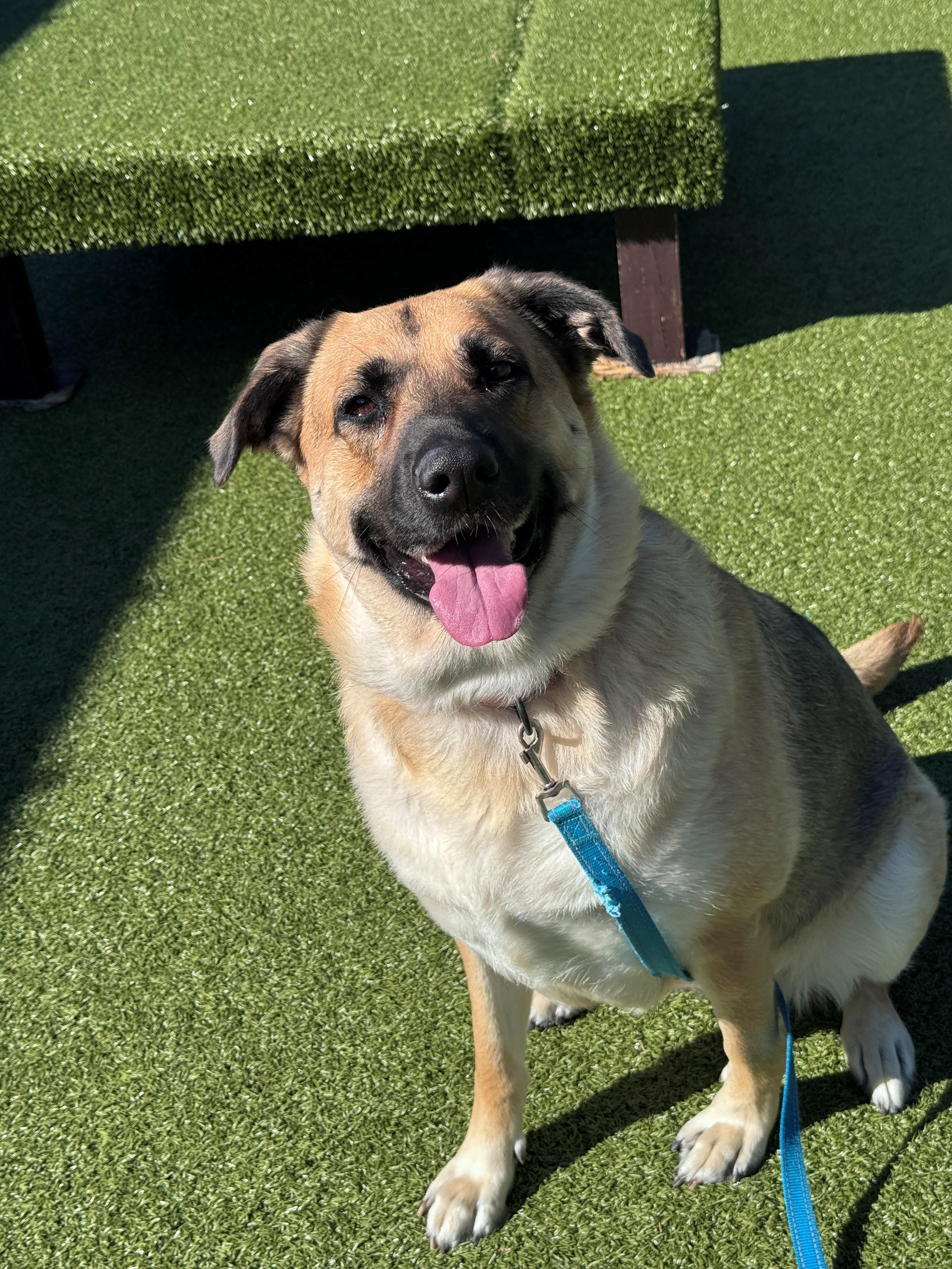 Enlarge Gretta, a Adoptable mixed breed in Hackensack, MN image 5/6
