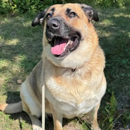 Gretta, ADOPTABLE, Adult Female German Shepherd Dog.