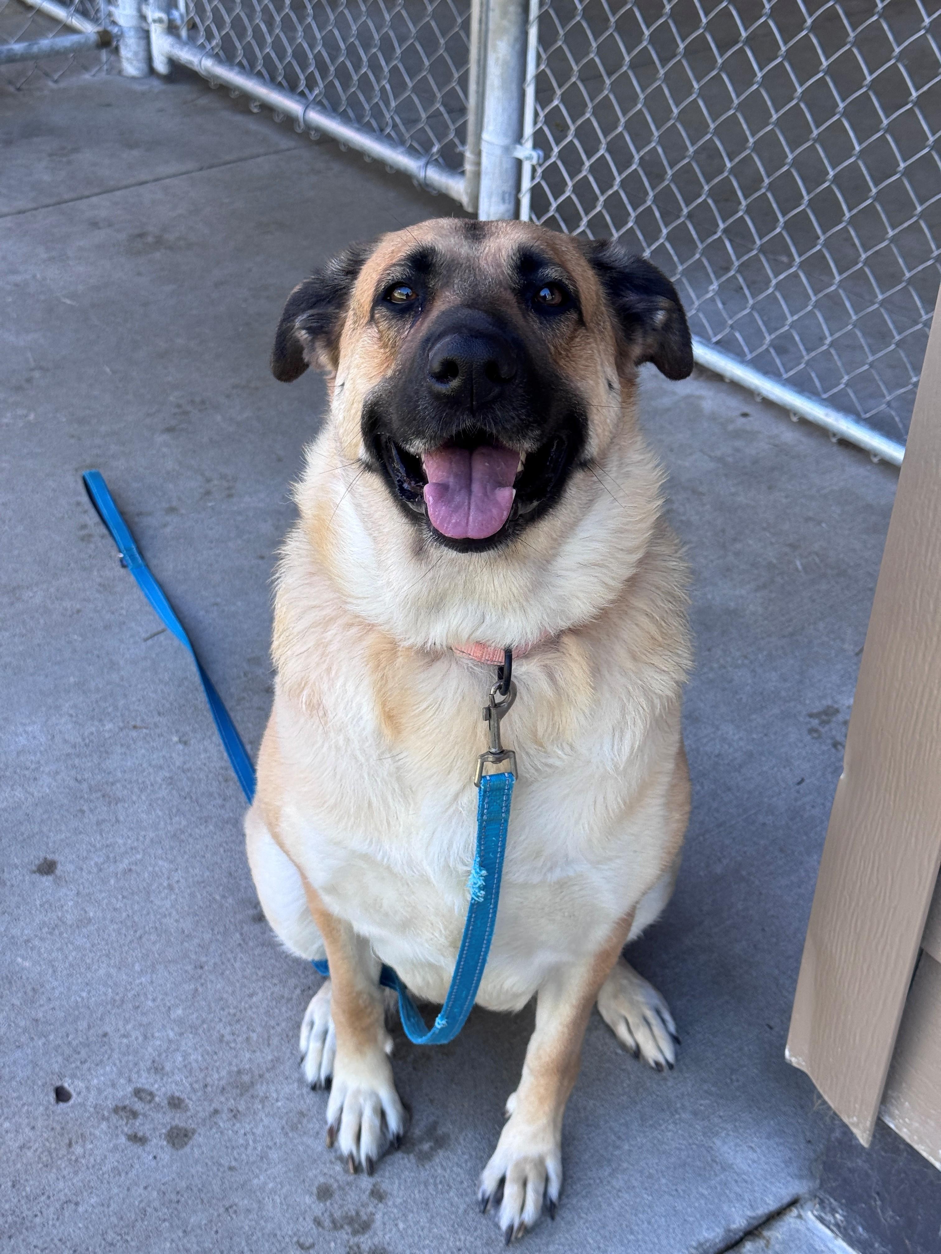 Enlarge Gretta, a Adoptable mixed breed in Hackensack, MN image 1/6