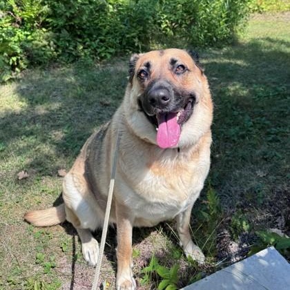 Enlarge Gretta, a ADOPTABLE mixed breed in Hackensack, MN image 2/2