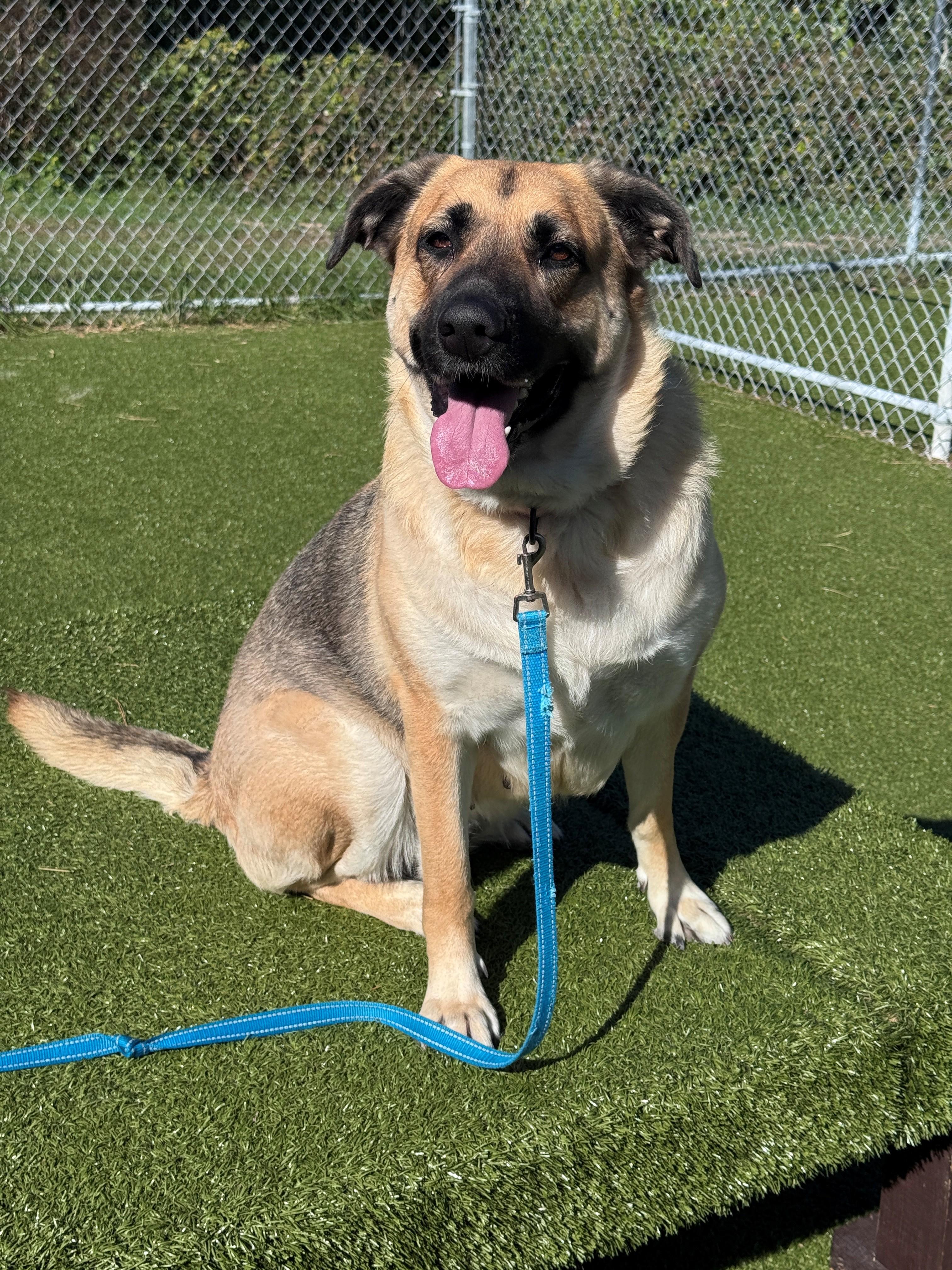 Enlarge Gretta, a Adoptable mixed breed in Hackensack, MN image 6/6