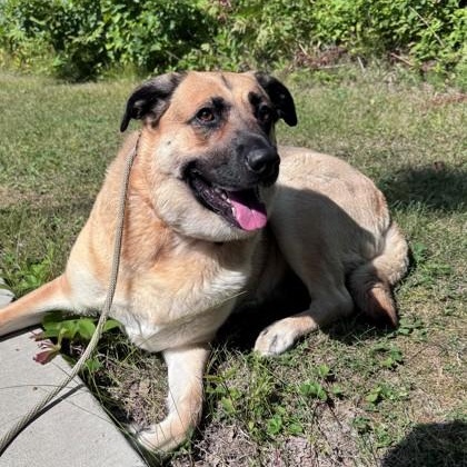 Gretta, Adoptable, Adult Female German Shepherd Dog & Labrador Retriever.