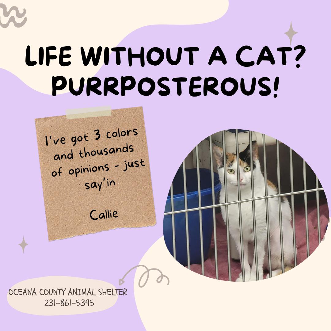 Callie