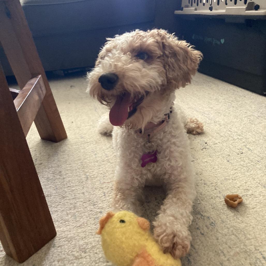 Enlarge Lunicera, a Adoptable Miniature Poodle in Crystal, MN image 1/3