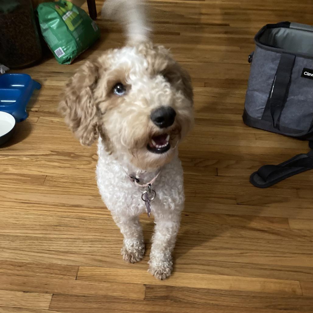 Enlarge Lunicera, a Adoptable Miniature Poodle in Crystal, MN image 2/3