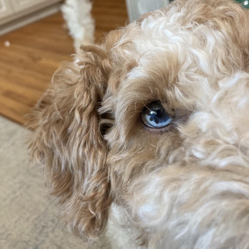 Enlarge Lunicera, a Adoptable Miniature Poodle in Crystal, MN image 3/3