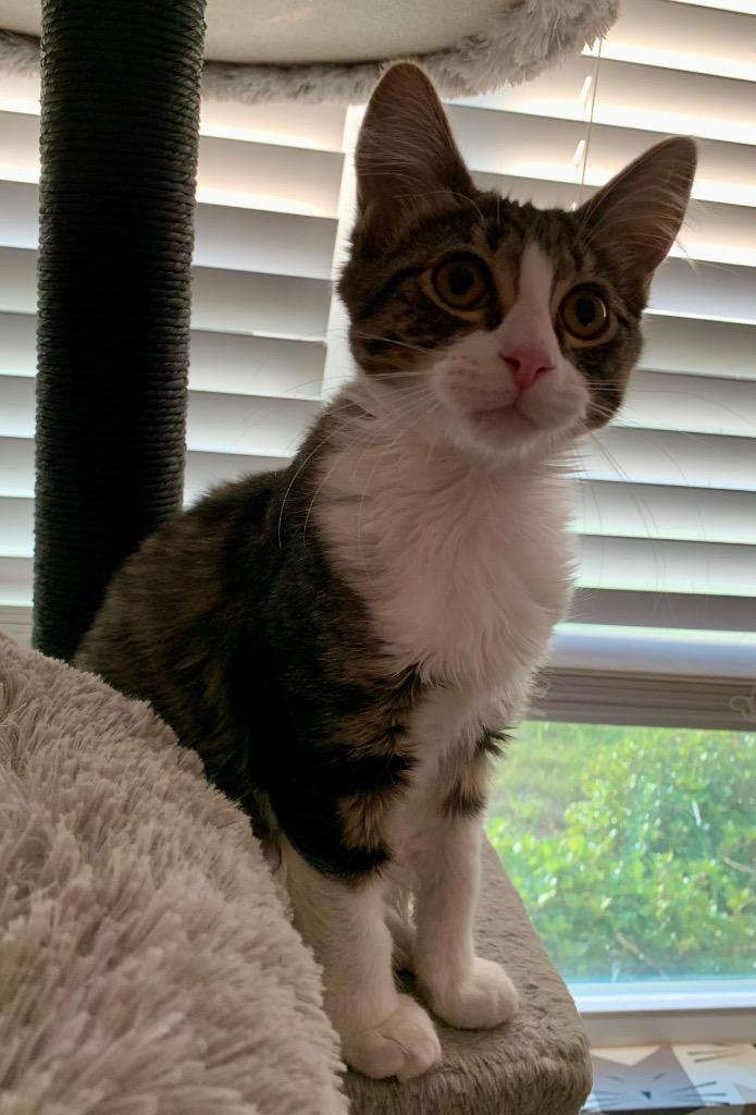 Enlarge Elena, a Adoptable mixed breed in Newnan, GA image 1/5