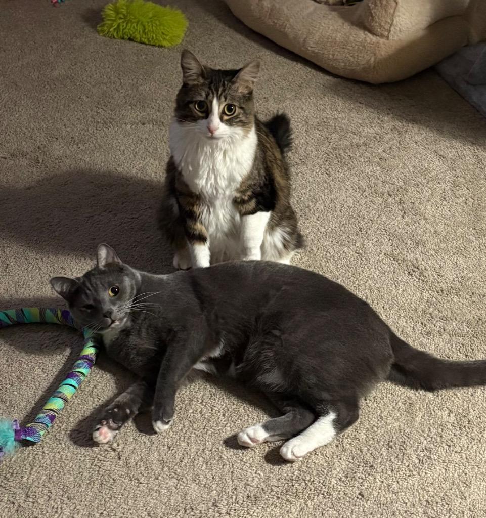 Enlarge Elena, a Adoptable mixed breed in Newnan, GA image 2/5