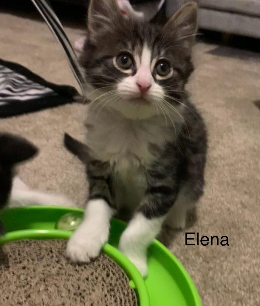 Enlarge Elena, a Adoptable mixed breed in Newnan, GA image 3/5