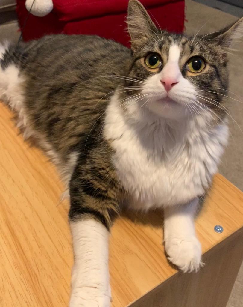 Enlarge Elena, a Adoptable mixed breed in Newnan, GA image 4/5