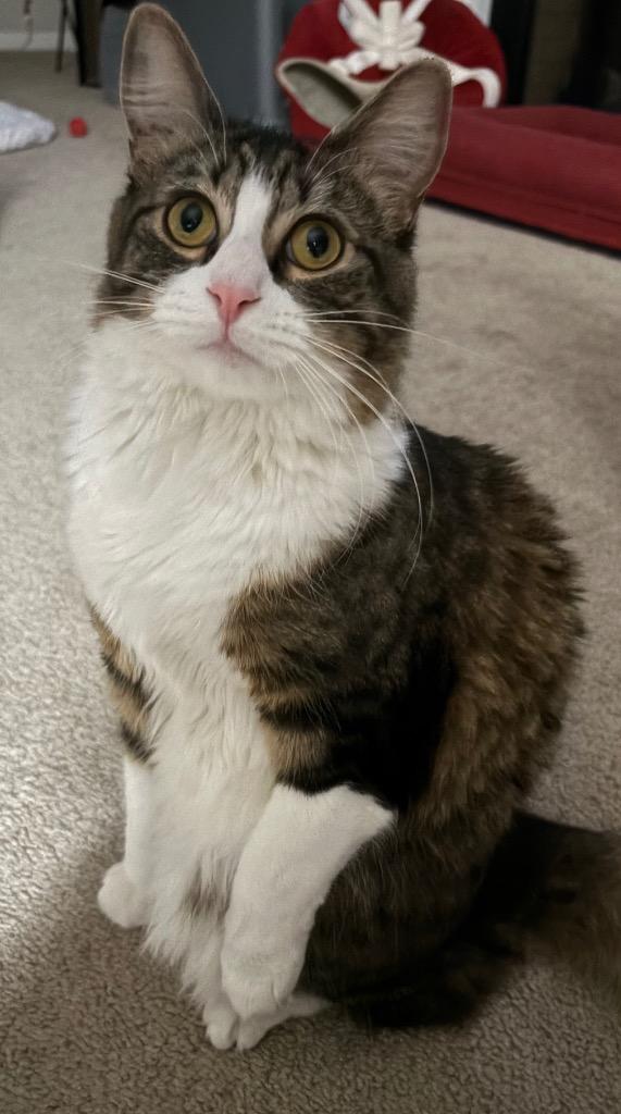 Enlarge Elena, a Adoptable mixed breed in Newnan, GA image 5/5