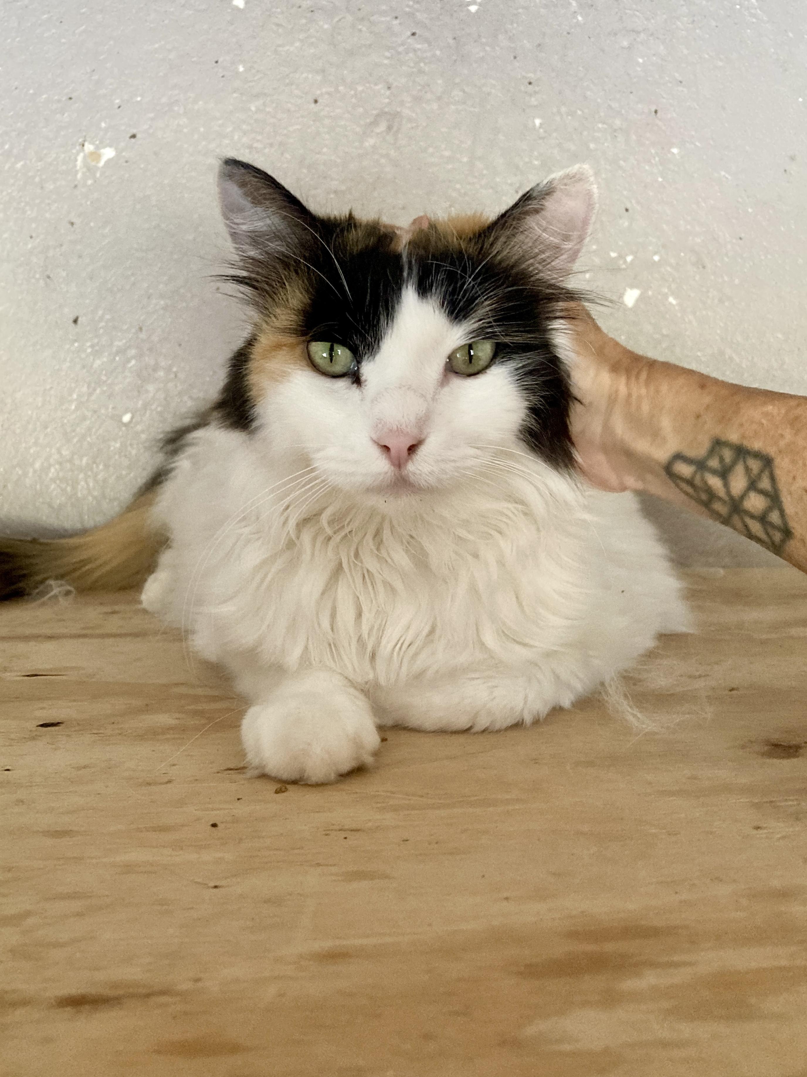 Miss Myers, a ADOPTABLE Domestic Long Hair in Roswell, NM image 1/3