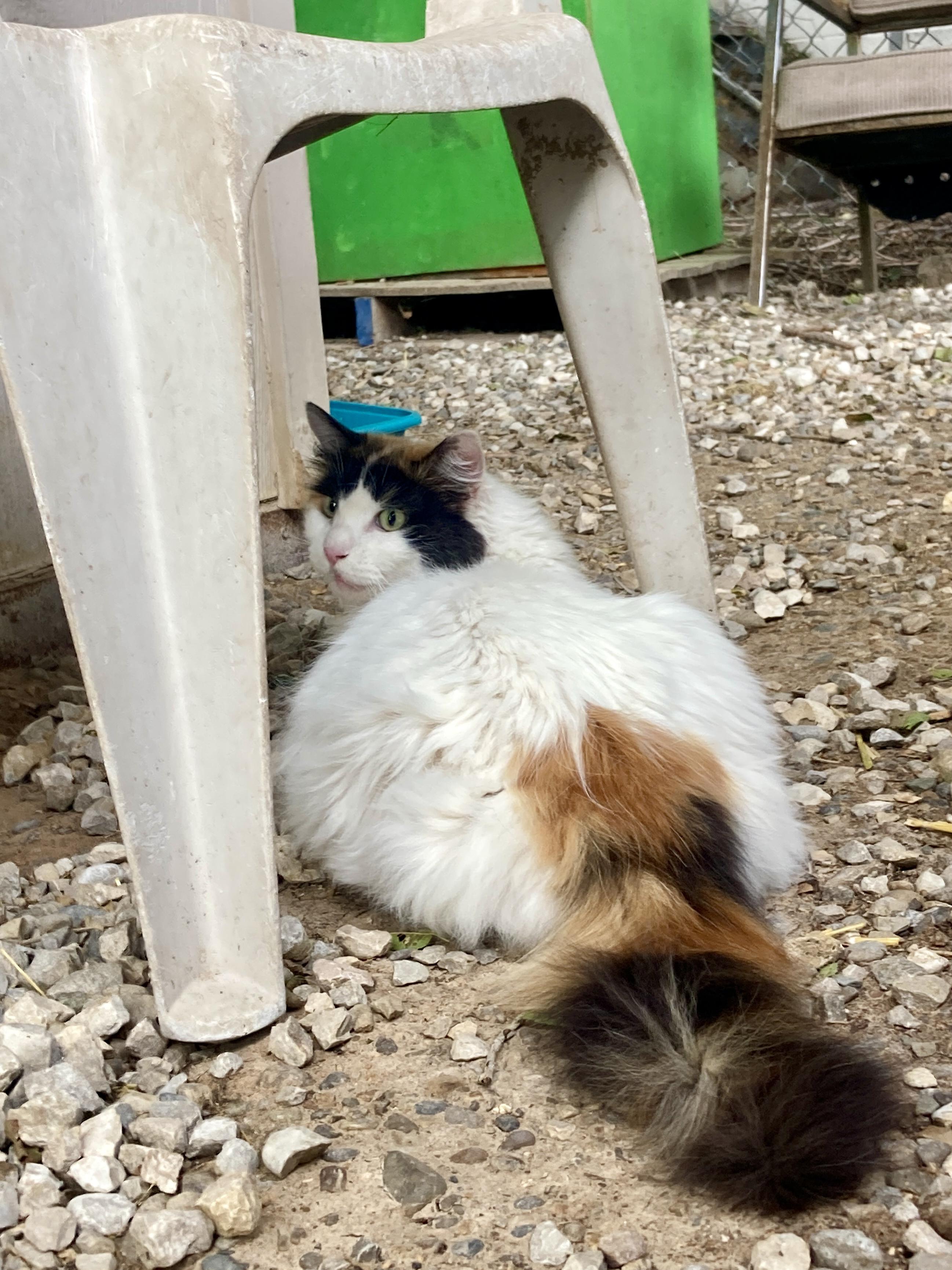 Miss May, ADOPTABLE, Adult Female Domestic Long Hair.