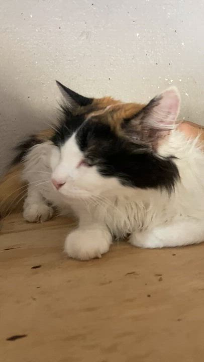 Enlarge Miss Myers, a ADOPTABLE Domestic Long Hair in Roswell, NM video 2/3