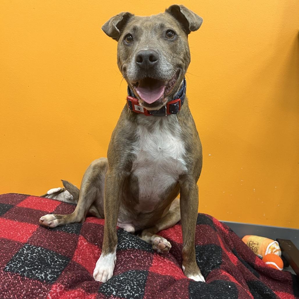 Enlarge Moose, a Adoptable Mixed Breed in Cape Girardeau, MO image 3/4