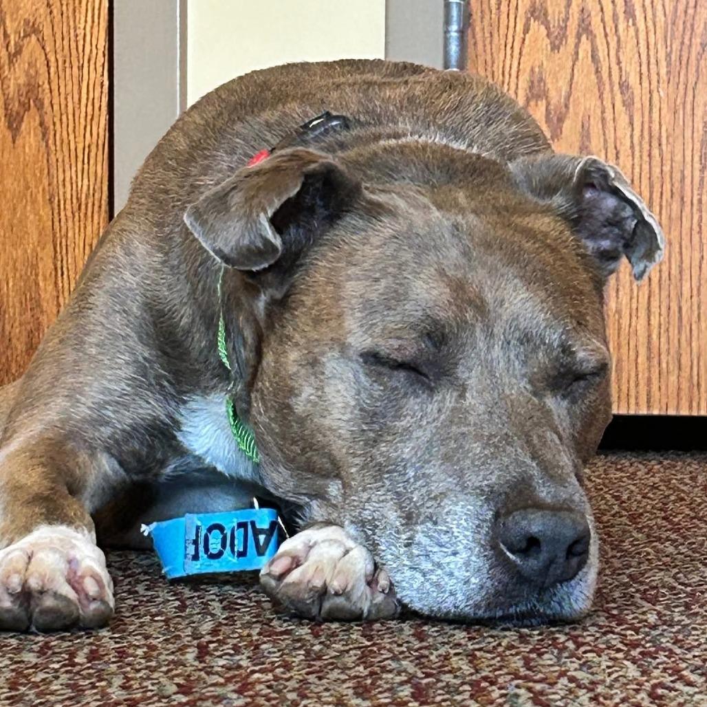 Enlarge Moose, a Adoptable Mixed Breed in Cape Girardeau, MO image 2/4