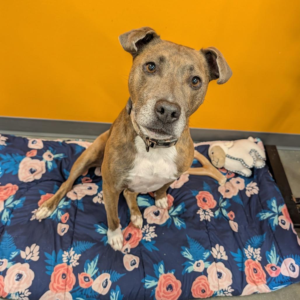 Moose, Adoptable, Adult Male Mixed Breed.