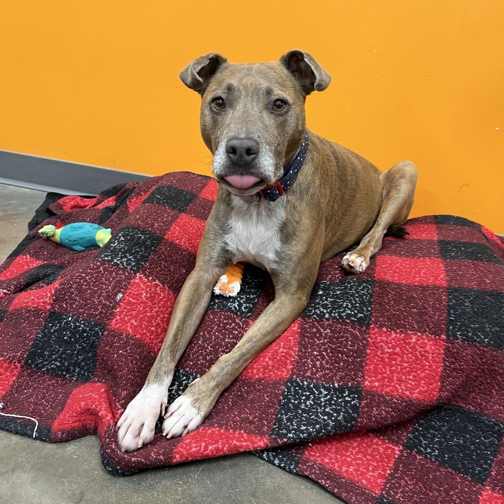 Enlarge Moose, a Adoptable Mixed Breed in Cape Girardeau, MO image 4/4