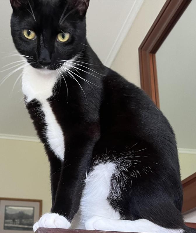 Enlarge Captain Darling - Hes that into you and in your lap, too, a Adoptable Domestic Short Hair in Philadelphia, PA image 2/6