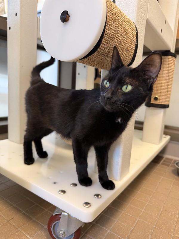 Lizzy, a ADOPTABLE Domestic Short Hair in Truckee, CA image 3/4