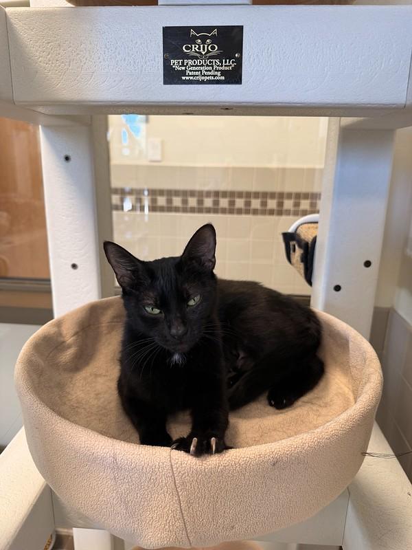 Lizzy, a ADOPTABLE Domestic Short Hair in Truckee, CA image 4/4