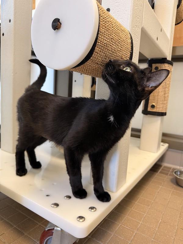 Lizzy, a ADOPTABLE Domestic Short Hair in Truckee, CA image 1/4
