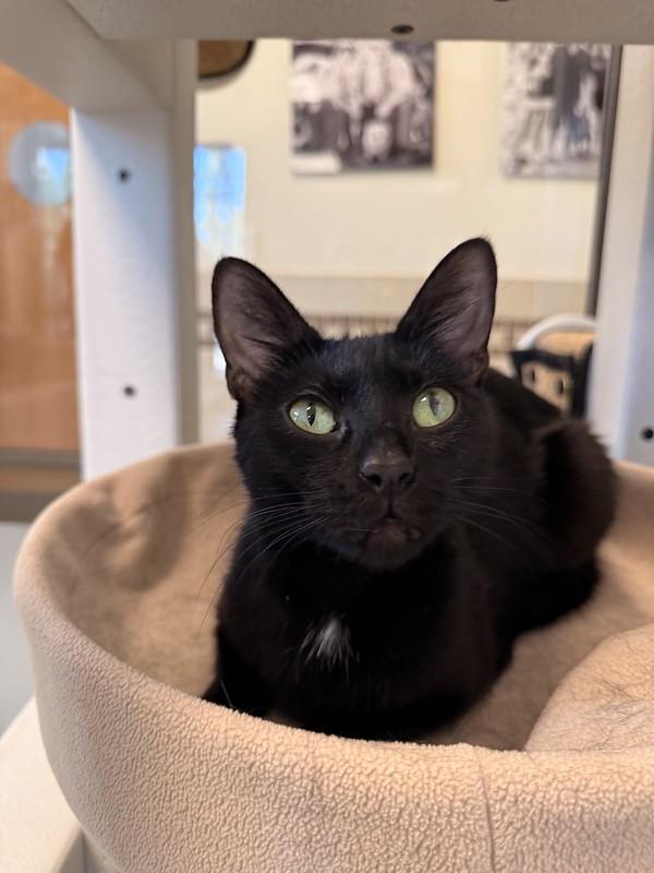 Lizzy, a ADOPTABLE Domestic Short Hair in Truckee, CA image 2/4